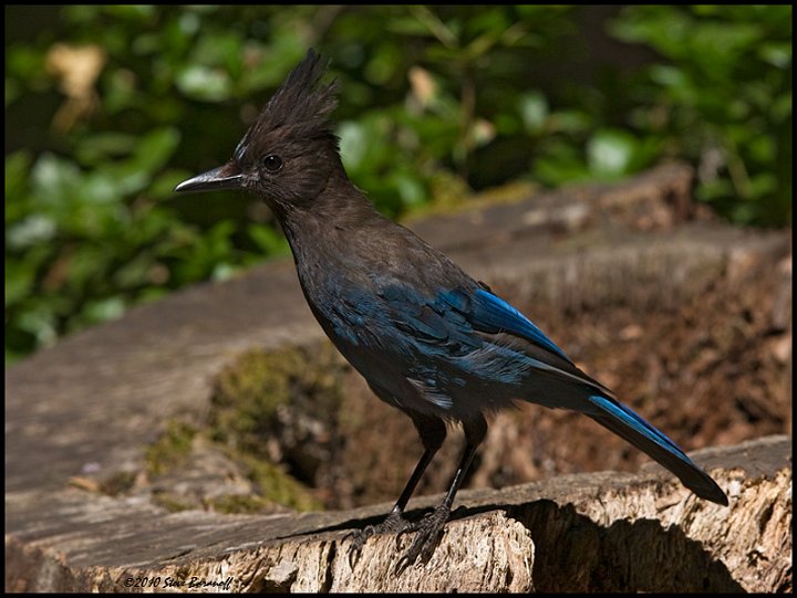 _0SB6349 stellers jay.jpg